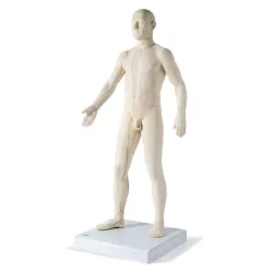 SEIRIN acupunctuur model Acupunctuurmodel, man, 70 cm
